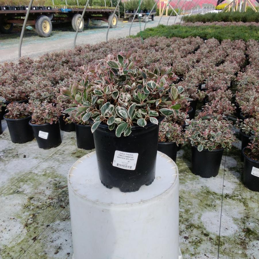 Gaultheria procumbens Winter Splash™