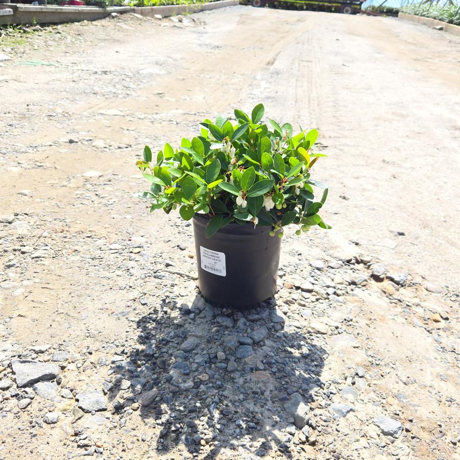 Gaultheria procumbens 'Winter Fiesta'