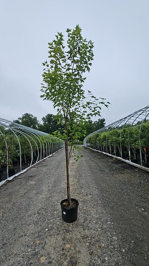 Acer rubrum Armstrong Gold®