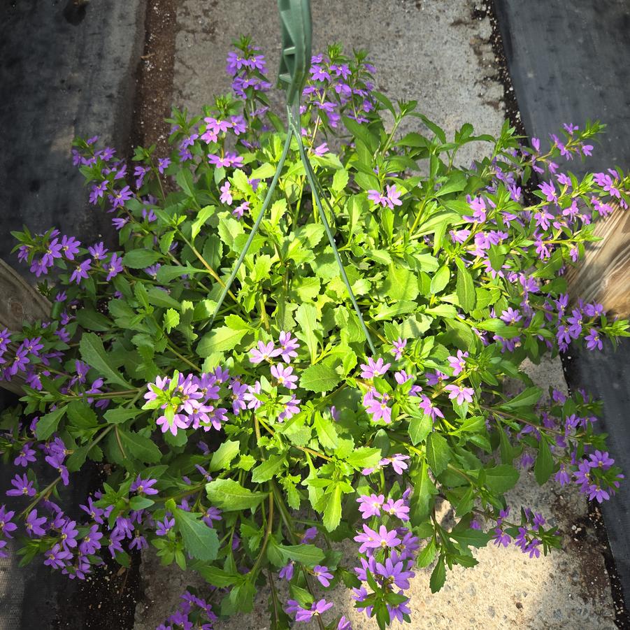 Scaevola Scampi Blue