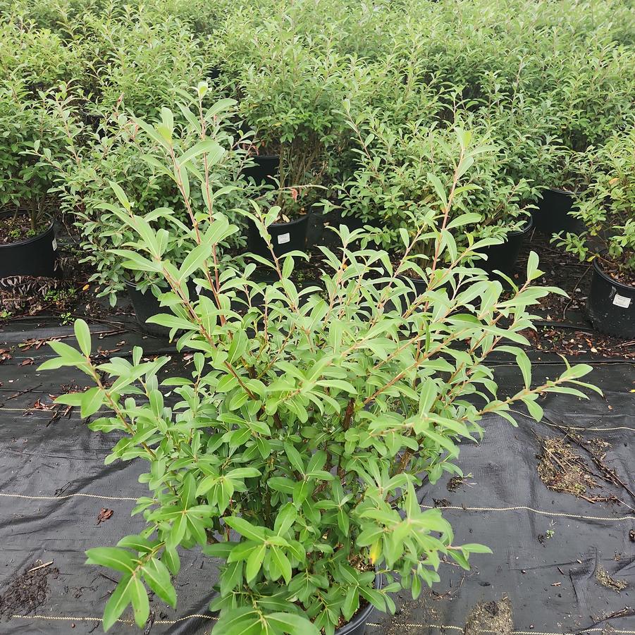 Salix gracilistyla 'Mt. Aso'