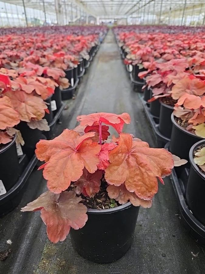 Heuchera 'Fire Alarm'
