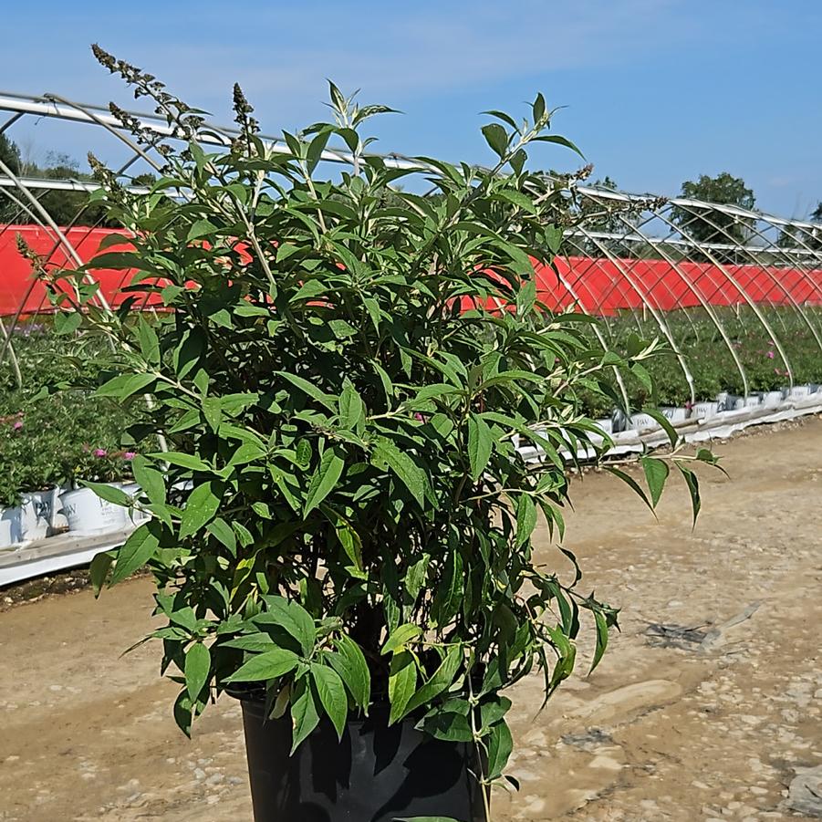 Buddleia davidii 'Pink Cascade'