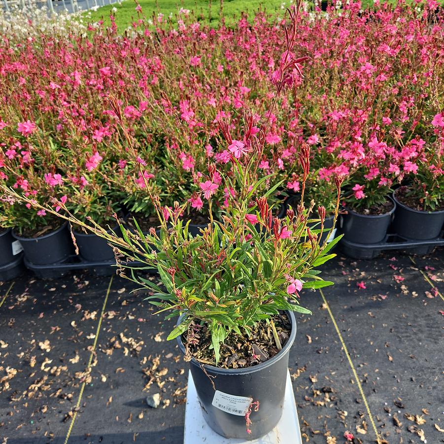 Gaura lindheimeri Belleza® Dark Pink