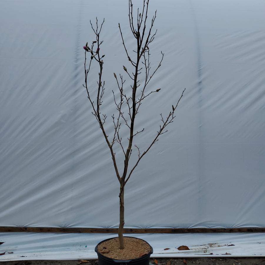 Magnolia × loebneri 'Leonard Messel'