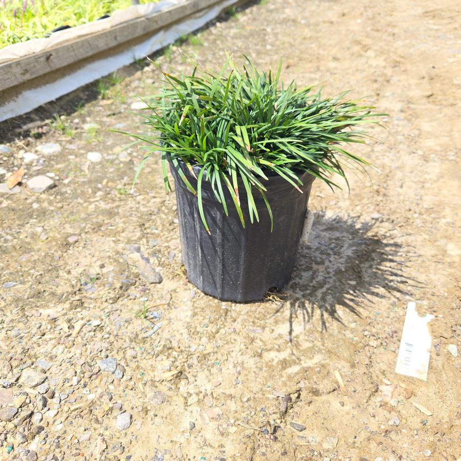 Ophiopogon japonicus 'Nana'