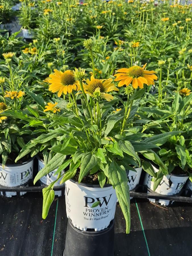 Echinacea x Color Coded® Yellow My Darling