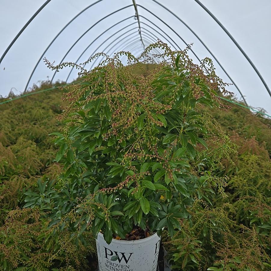 Pieris japonica Interstella®