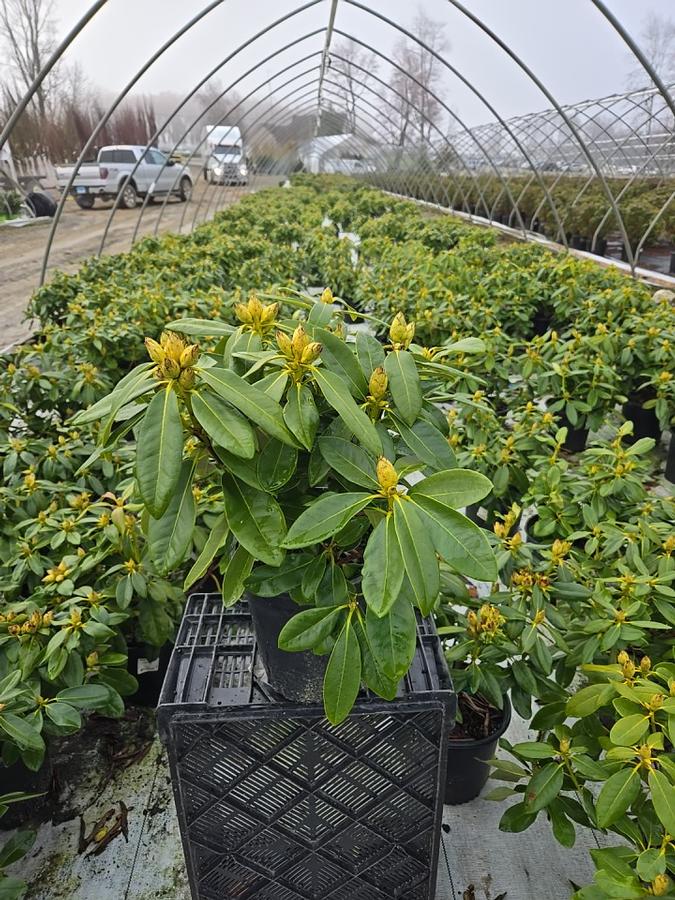 Rhododendron 'Hoopla'
