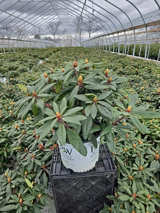 Rhododendron x Dandy Man Color Wheel®