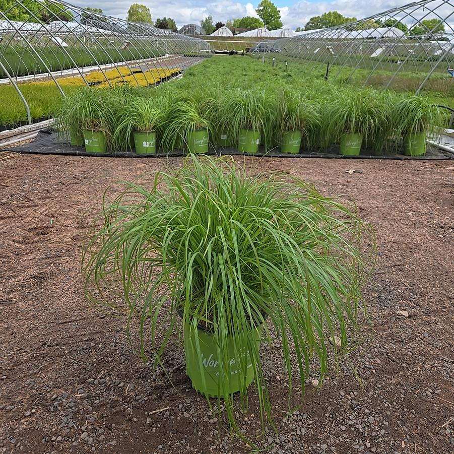 Pennisetum alopecuroides Cayenne™