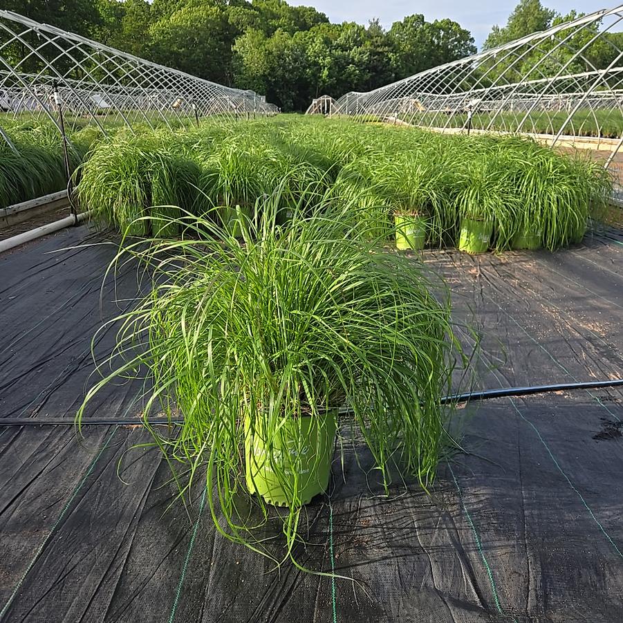 Pennisetum alopecuroides Etouffee™