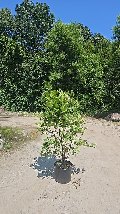 Magnolia liliiflora 'Jane'