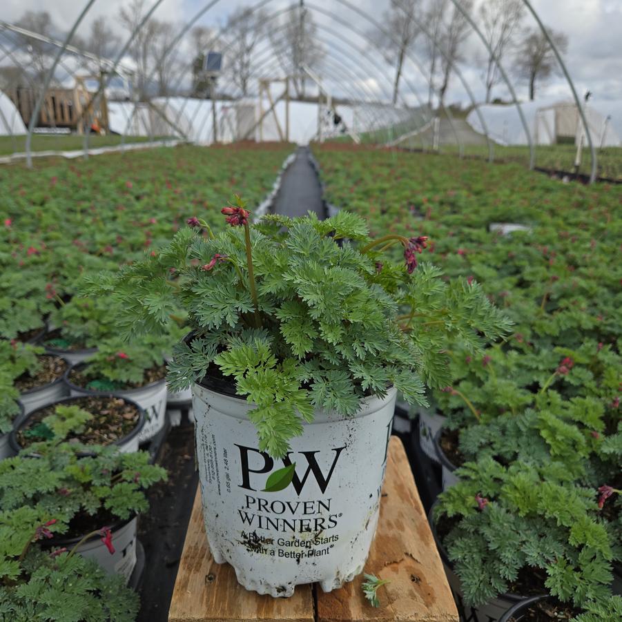 Dicentra x Sun Jewels™ 'Pink Diamonds'