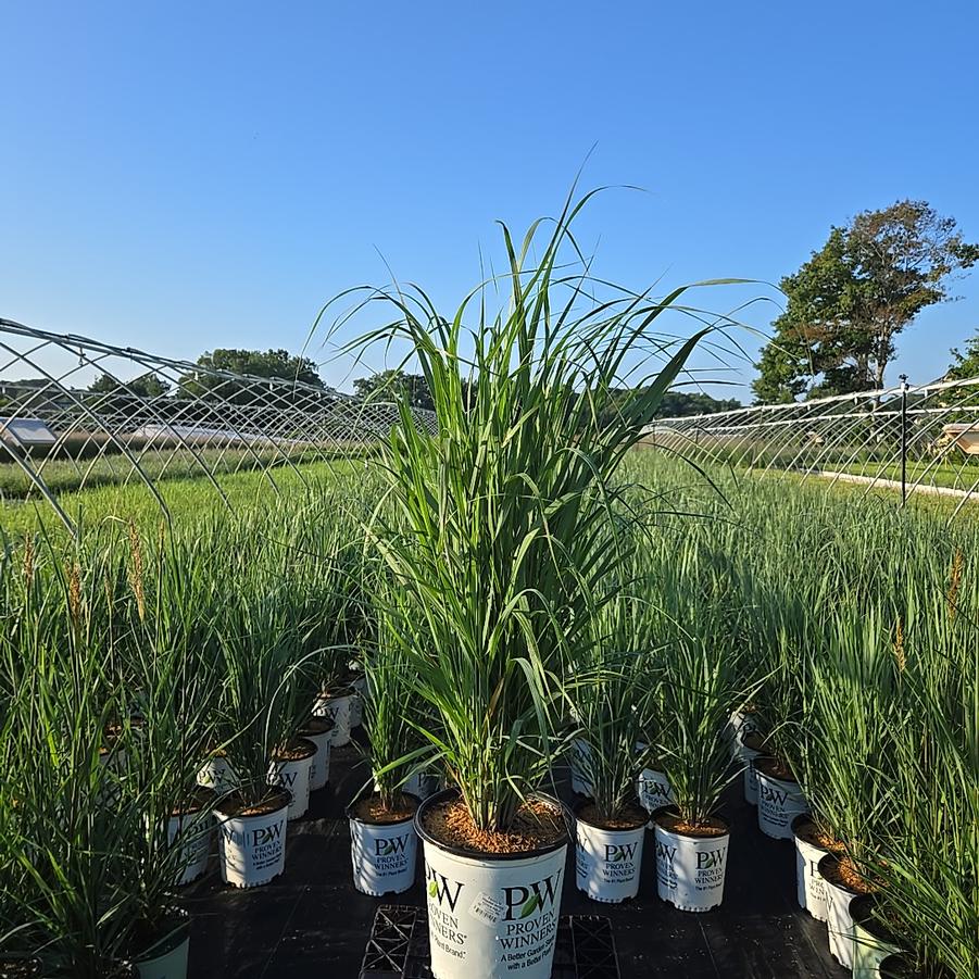 Panicum Prairie Winds® 'Totem Pole'