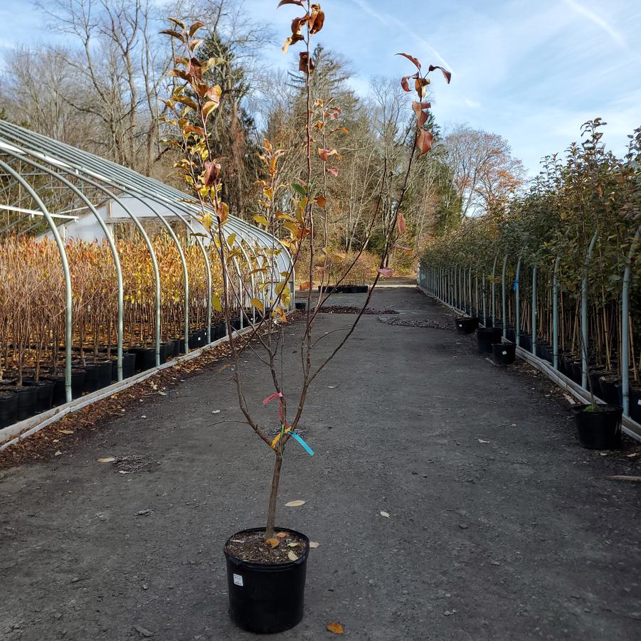 Malus 4 - in - 1 Cold Climate