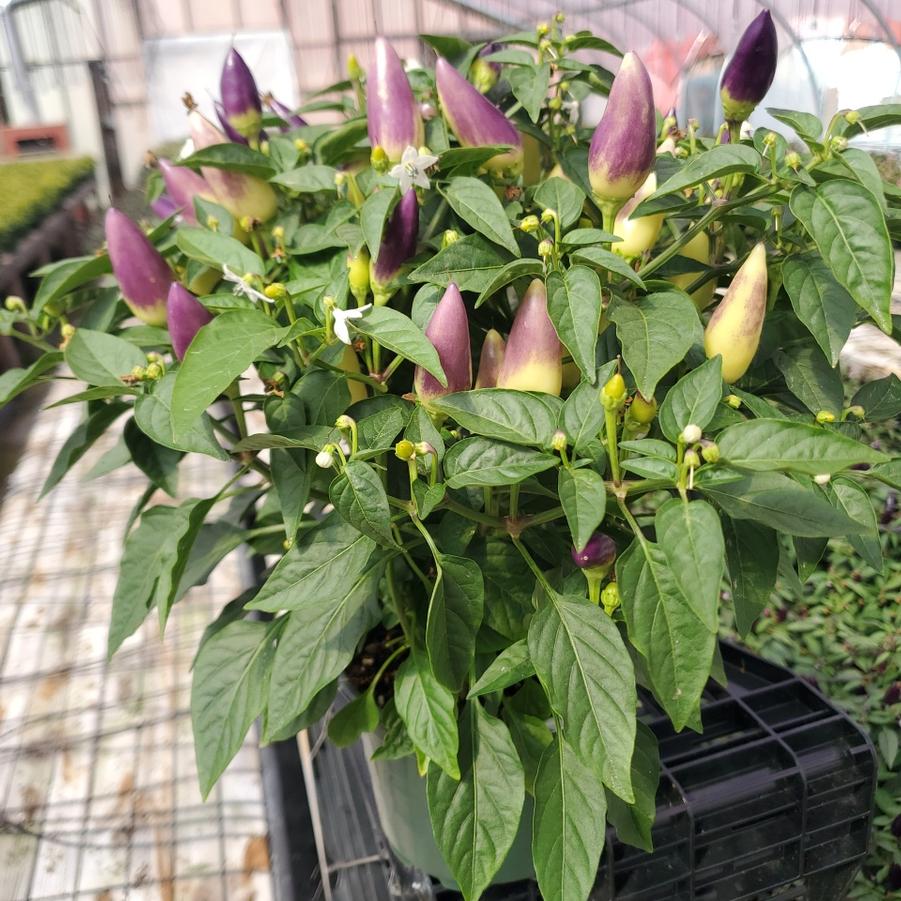 Pepper Ornamental Mixed
