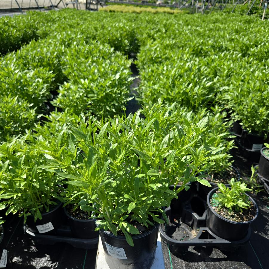 Coreopsis x Li'l Bang™ 'Goldilocks'