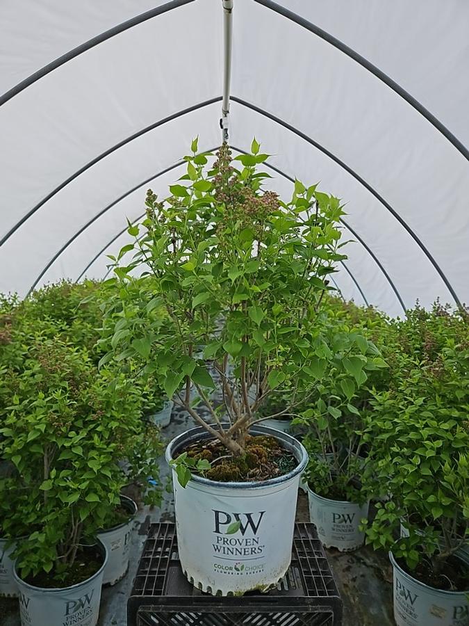 Syringa x hyacinthiflora Scentara Pura®