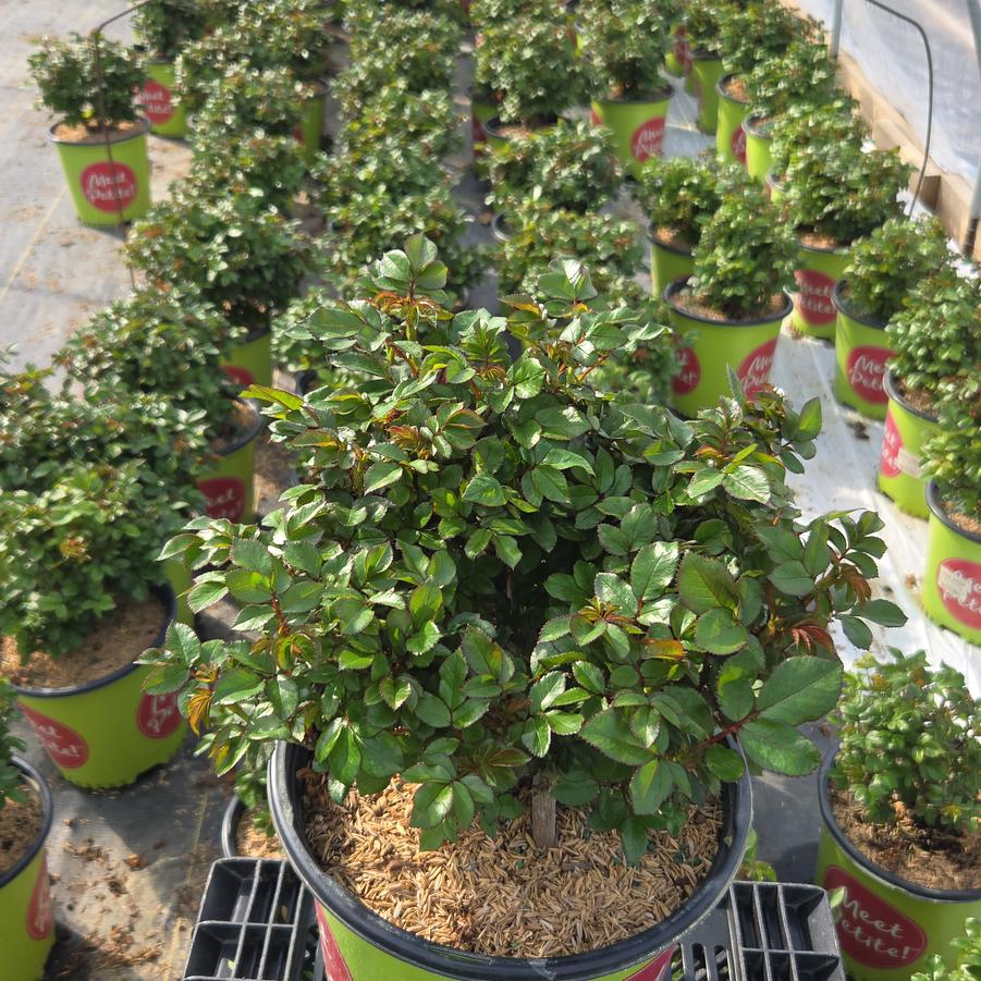 Rosa Petite Knock Out®