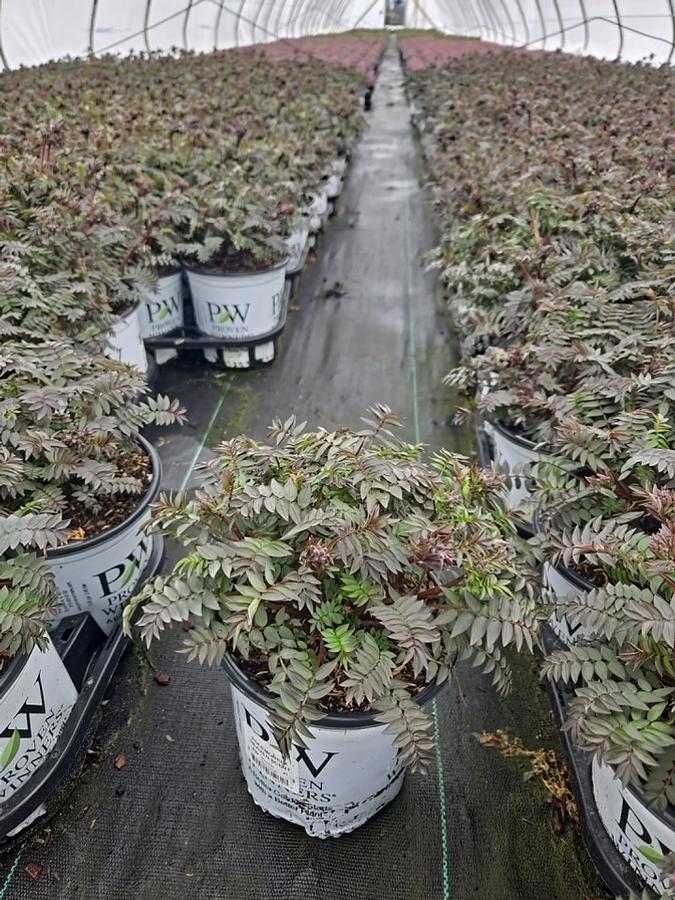 Polemonium x 'Heaven Scent'