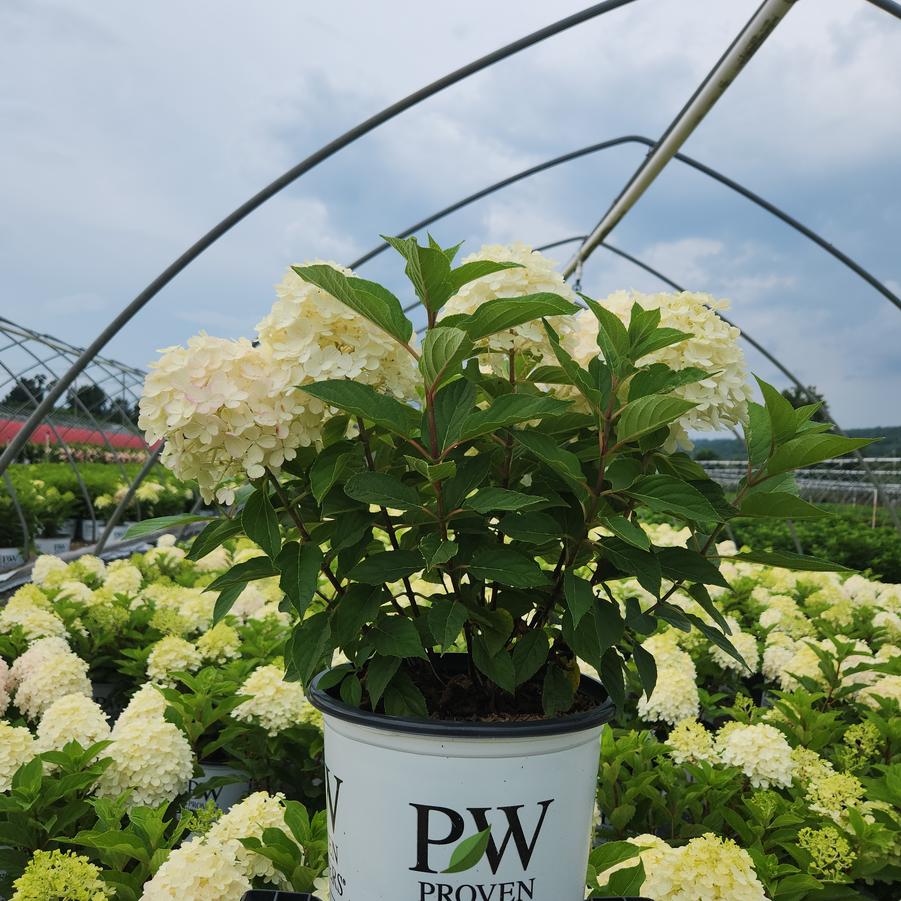 Hydrangea paniculata Fire Light Tidbit®