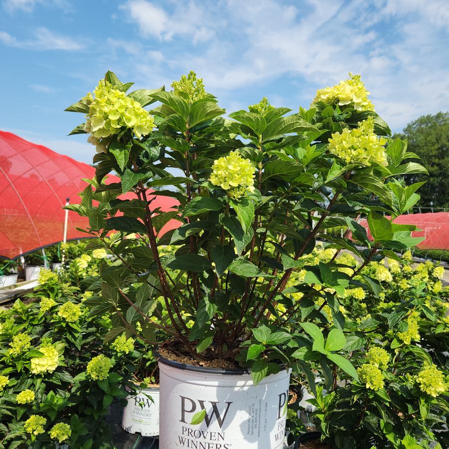 Hydrangea paniculata Limelight Prime®