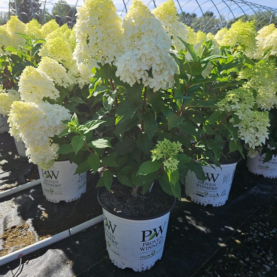 Hydrangea paniculata Quick Fire Fab®