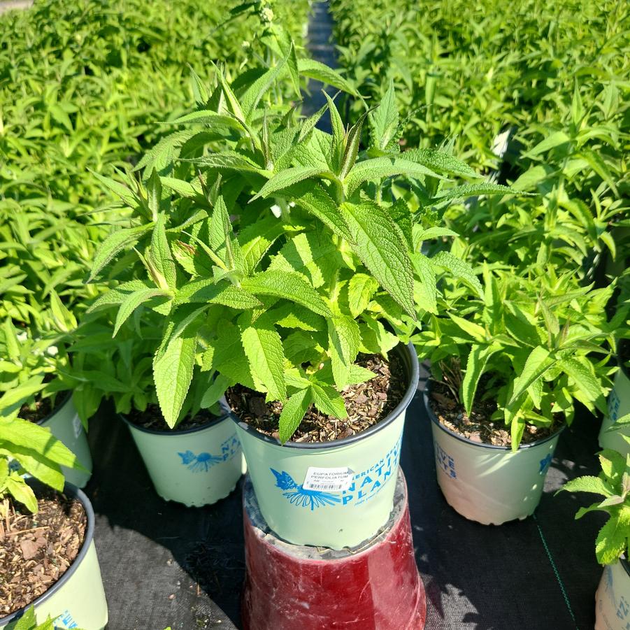 Eupatorium perfoliatum 