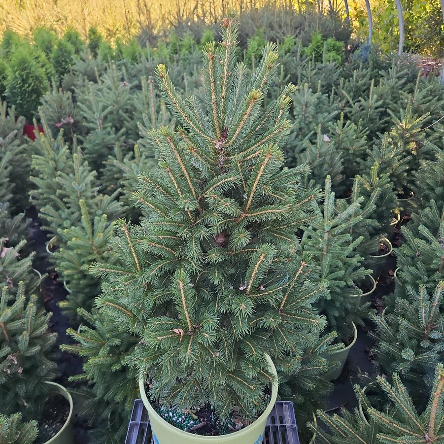 Picea glauca 'Densata'