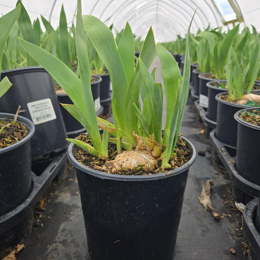 Iris germanica 'Invitation'