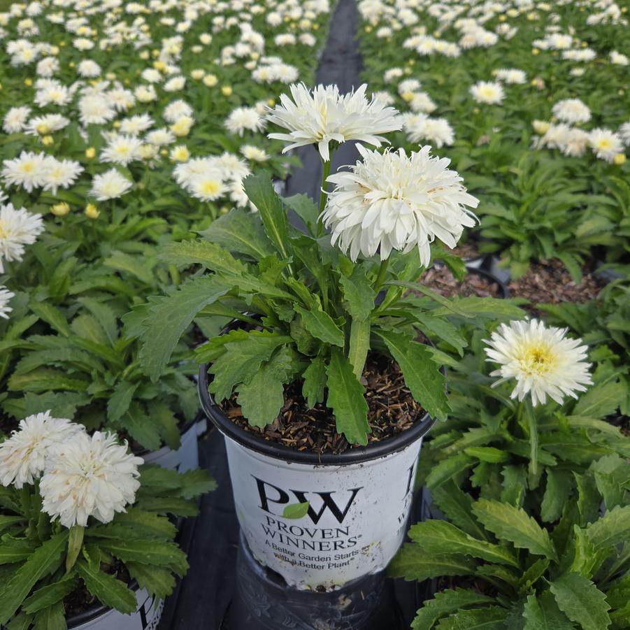 Leucanthemum superbum Amazing Daisies® 'Marshmallow'