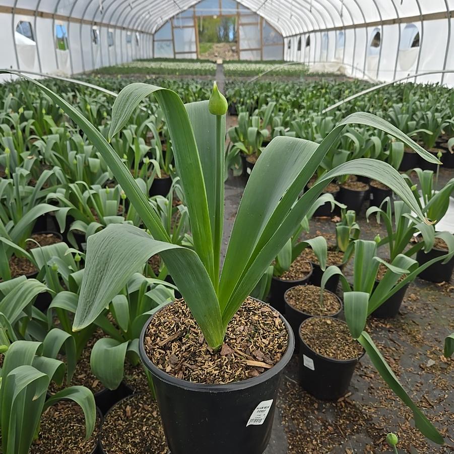Allium stipitatum 'Mount Everest'