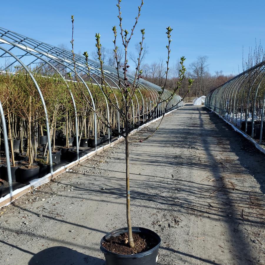 Malus X Donald Wyman