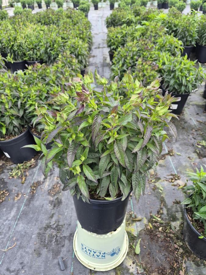 Monarda Sugar Buzz® 'Berry Taffy'