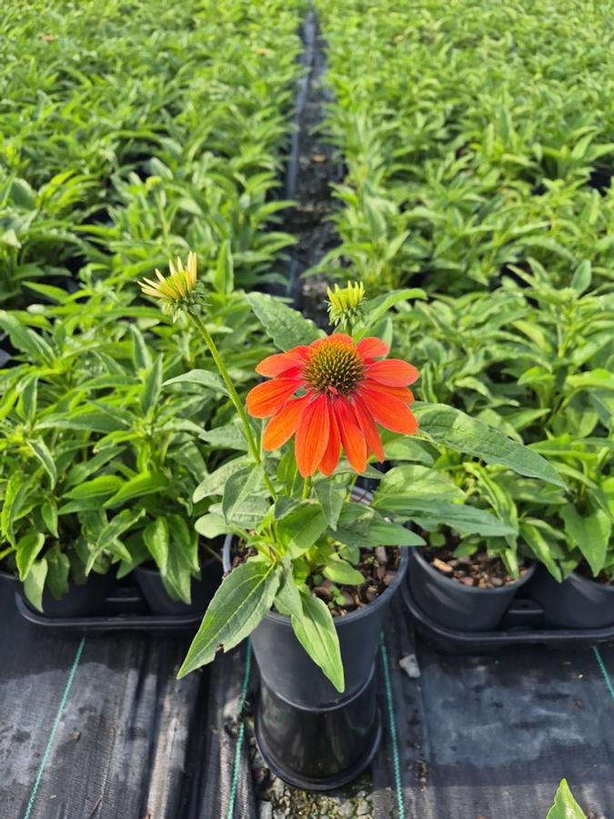 Echinacea x Artisan™ Soft Orange