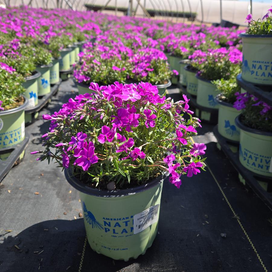 Phlox subulata Spring Purple