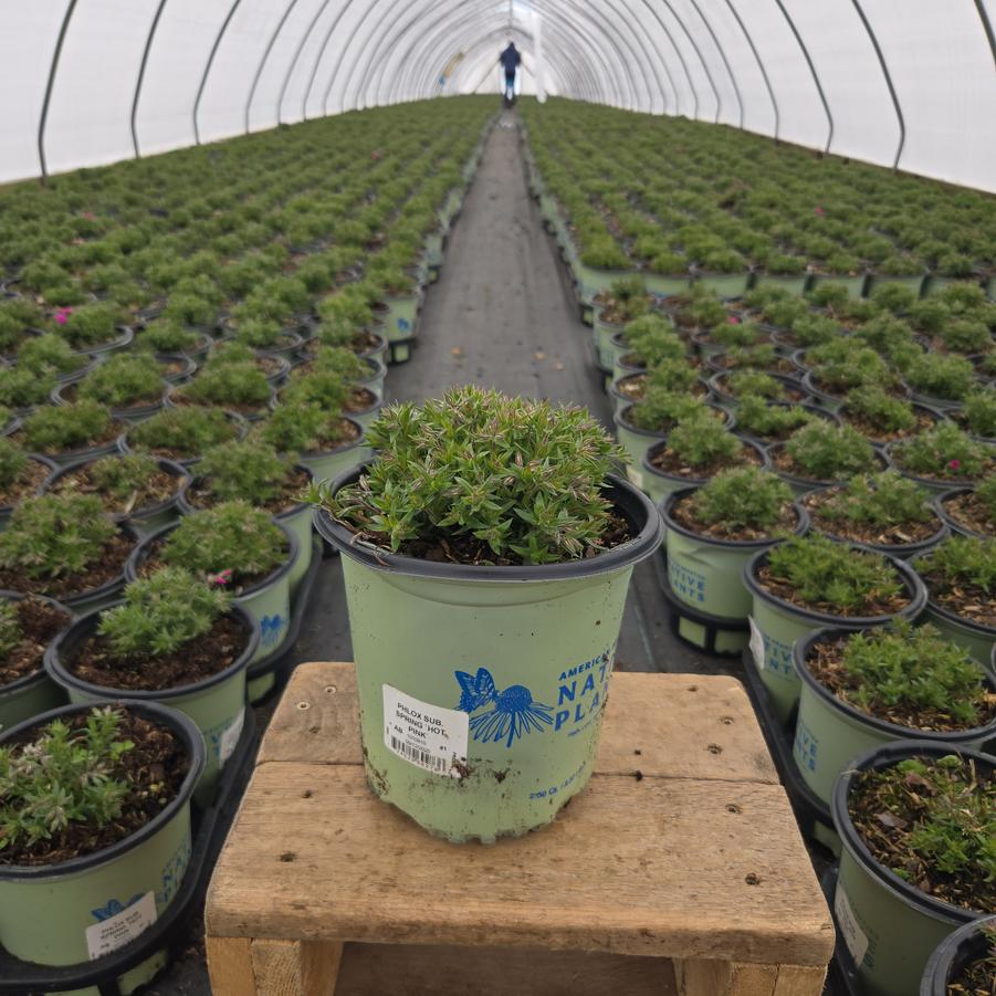 Phlox subulata Spring Hot Pink