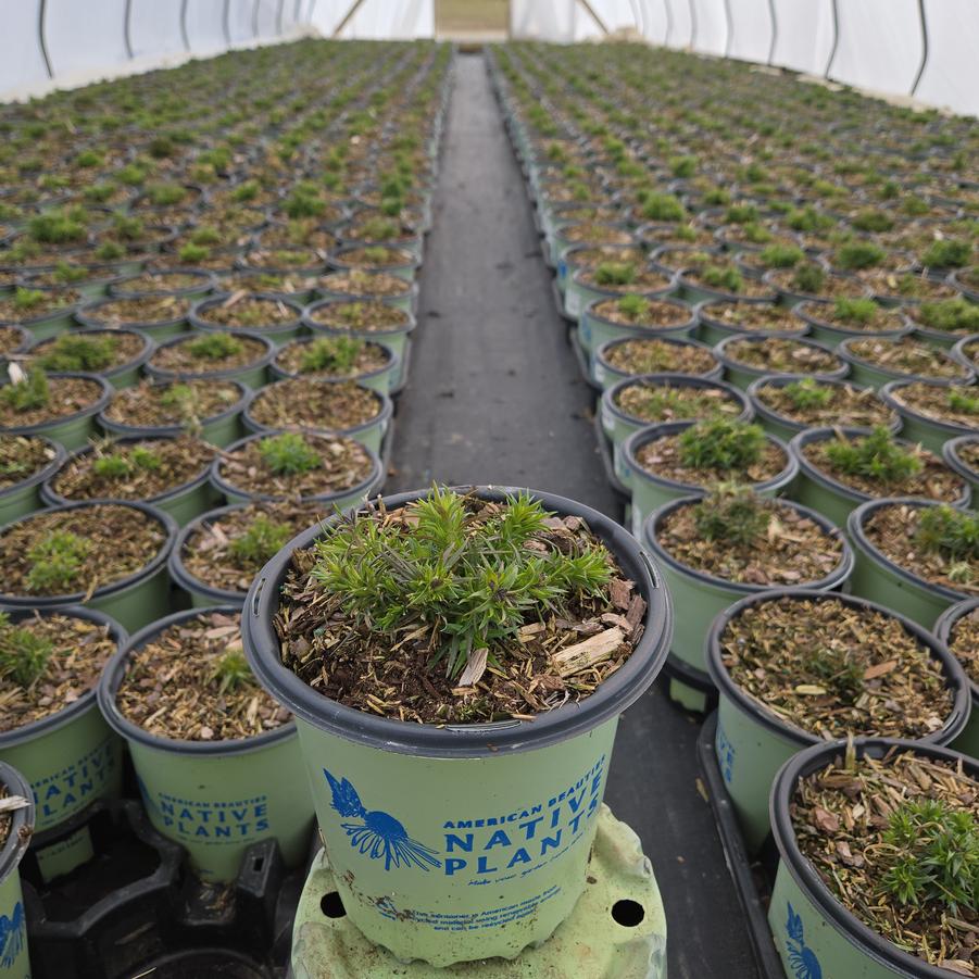 Phlox subulata Spring Blue