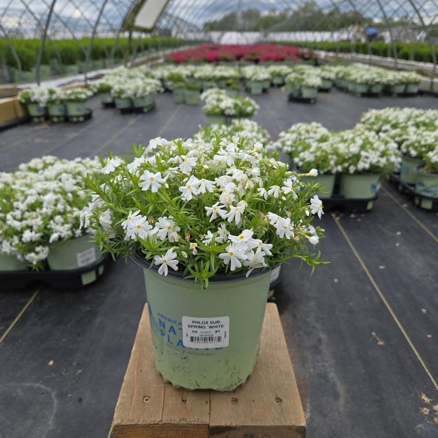 Phlox subulata Spring White