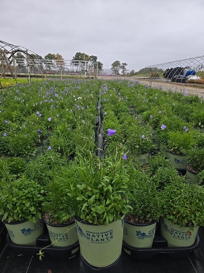 Campanula rotundifolia 