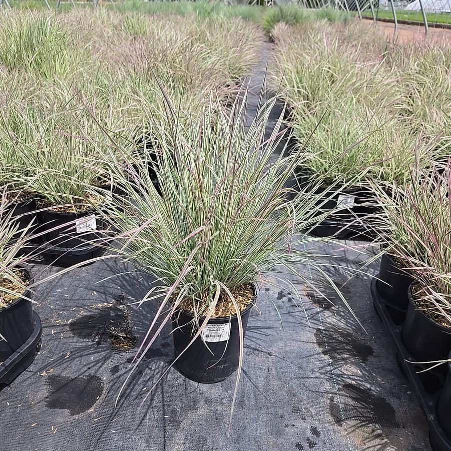 Schizachyrium scoparium 'Chameleon'