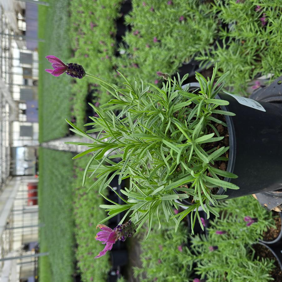 Lavandula stoechas 'Primavera'