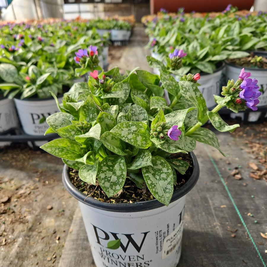 Pulmonaria hybrid 'Spot On'