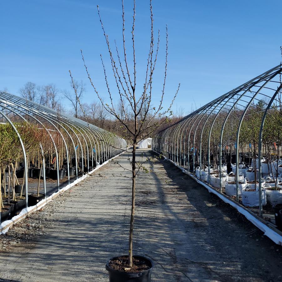 Malus X Sugar Tyme™