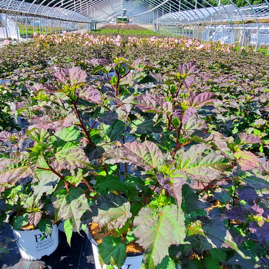 Hibiscus x Summerific® Spinderella
