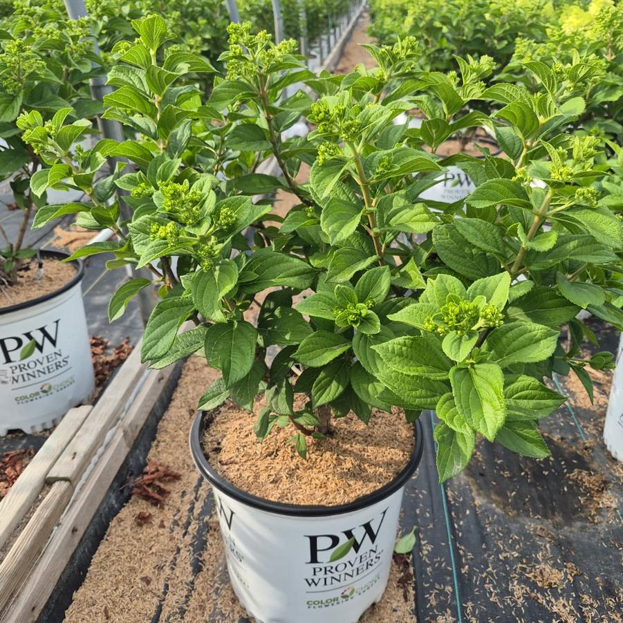 Hydrangea paniculata Little Lime Punch®