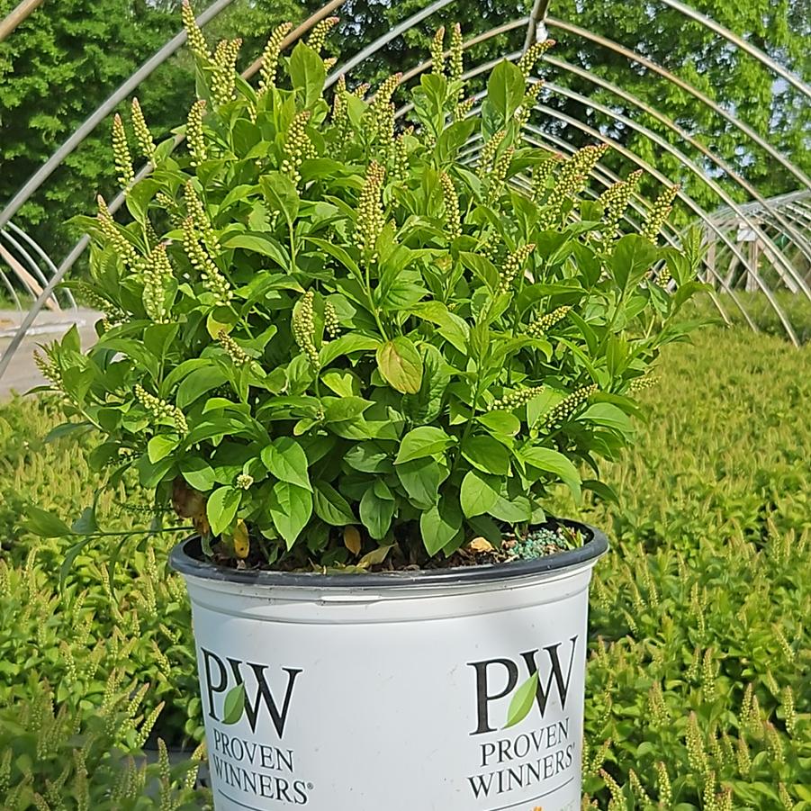 Itea virginica Fizzy Mizzy®