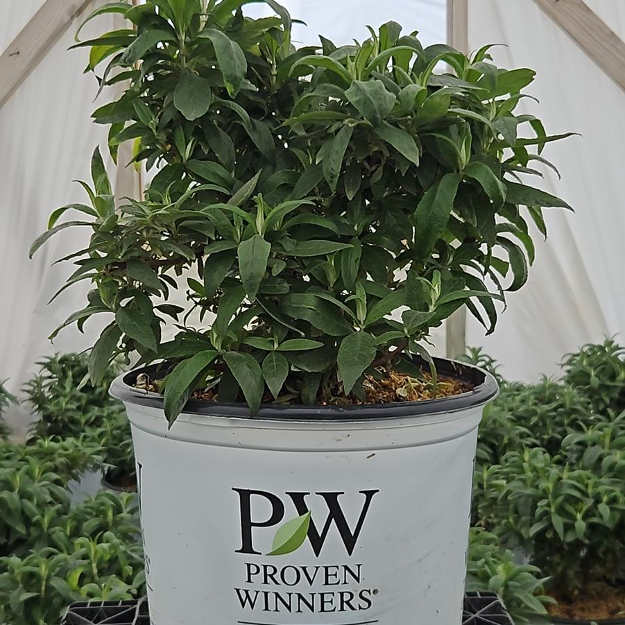 Buddleia x Pugster Pinker®