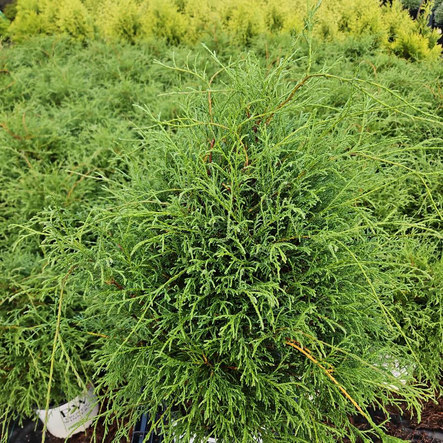 Chamaecyparis lawsoniana Haywire®